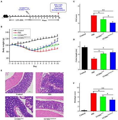 Serum-Free Medium Enhances the Therapeutic Effects of Umbilical Cord Mesenchymal Stromal Cells on a Murine Model for Acute Colitis